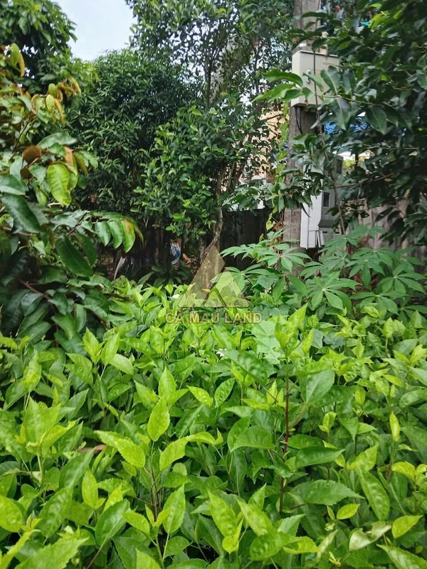 Đất bán Cà Mau 80m² mặt kênh Rạch Rập 600 triệu