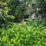 Đất bán Cà Mau 80m² mặt kênh Rạch Rập 600 triệu - Ảnh thu nhỏ 1