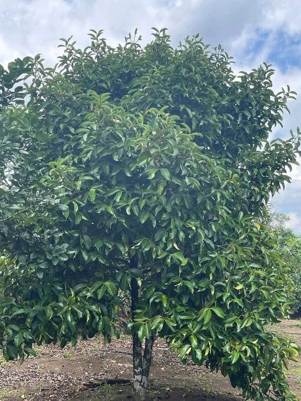 Bán lô góc 500m2 đất Phường Bình Lộc, Bình Dương