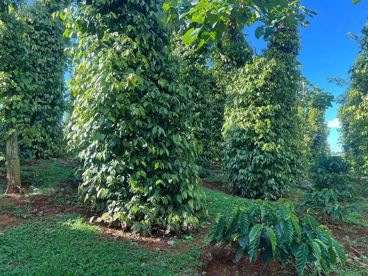 Bán đất vườn 2 hecta Xã Thuận Hạnh Nhà Bè, sổ hồng - Ảnh thu nhỏ 3