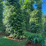 Bán đất vườn 2 hecta Xã Thuận Hạnh Nhà Bè, sổ hồng - Ảnh thu nhỏ 3