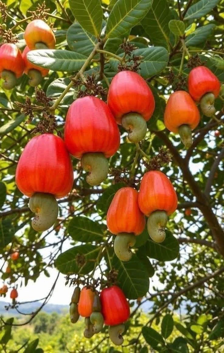 Bán đất nông nghiệp gần 1ha ở Phú Trung, Bình Phước, 1 tỷ 250 - Ảnh 1