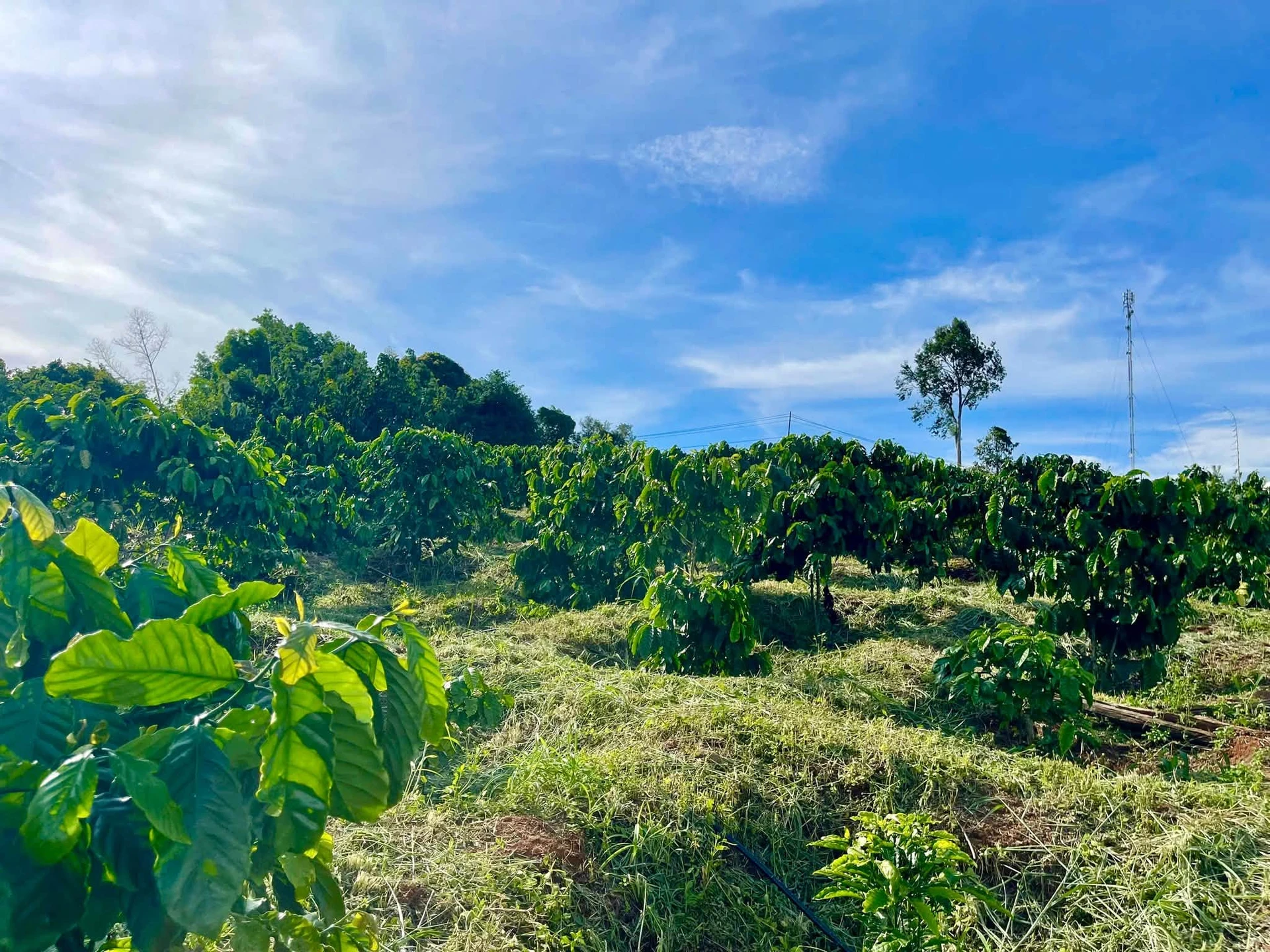Bán rẫy cà phê 4,5 ha Đắk Lắk, có cơ sở vật chất - Ảnh 1