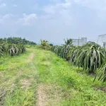 Bán lô đất vườn 1,8 sào full thổ cư Cần Giờ 599 triệu - Ảnh thu nhỏ 1