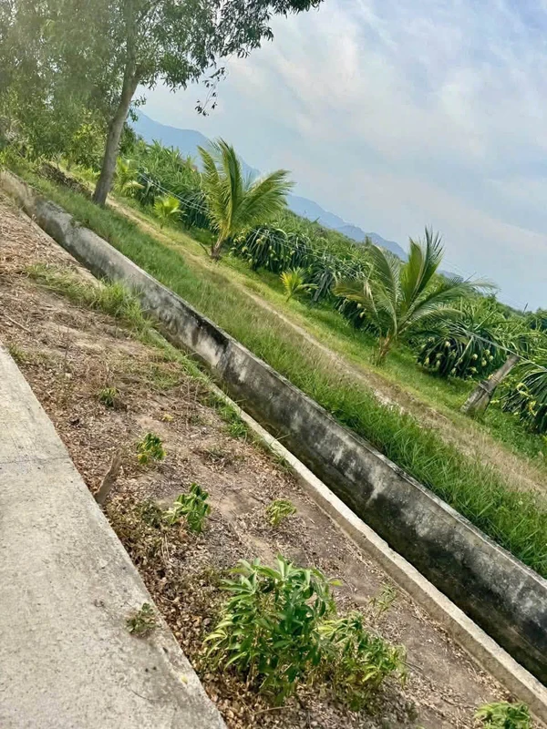 Bán đất nền 7200m² Kênh N29 Hàm Liêm Phan Thiết 599 triệu