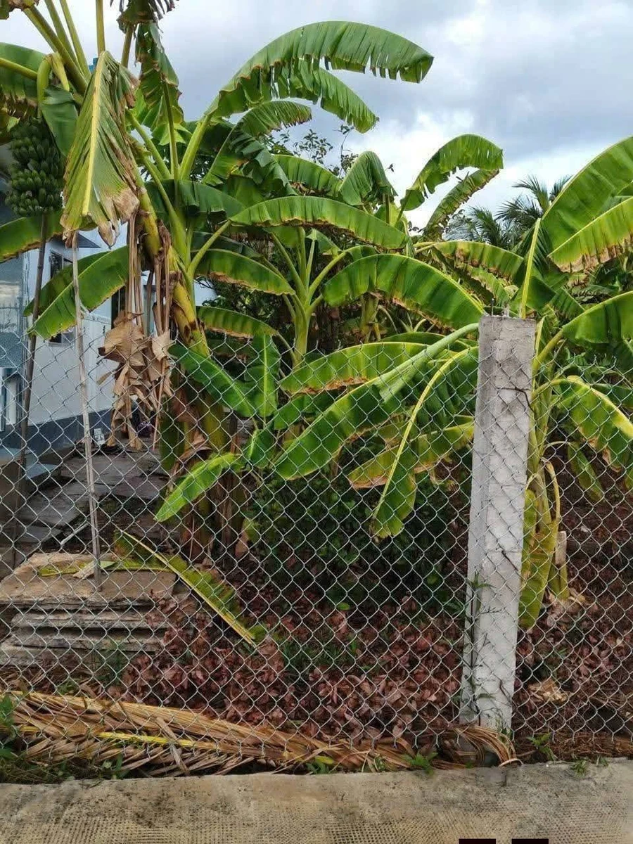 Bán 1200 m² đất vườn Tân Trạch Cần Dước Long An 1 tỷ 100 triệu - Ảnh thu nhỏ 3