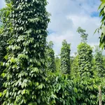 Bán đất 1.5 ha sổ hồng tiêu xen cà Đắk Song - Ảnh thu nhỏ 1