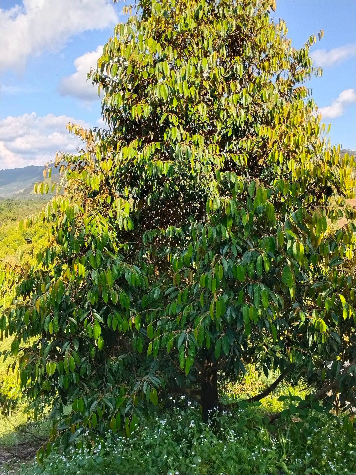 Bán vườn sầu riêng 1,2ha Lâm Đồng 1,7 tỷ - Ảnh 1