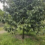 Bán 9932m2 đất giáp Suối Lớn - có sẵn thổ cư - mặt tiền nhựa lớn liên xã - Ảnh thu nhỏ 8