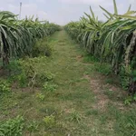 Bán vườn thanh long 24.815m² (2,8ha) Hàm Tân, Bình Thuận - Ảnh thu nhỏ 3