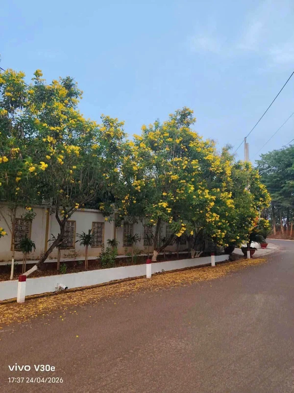 Bán đất Bình Long, Bình Phước 2500m² mặt Lê Đại Hành 1,2 tỷ