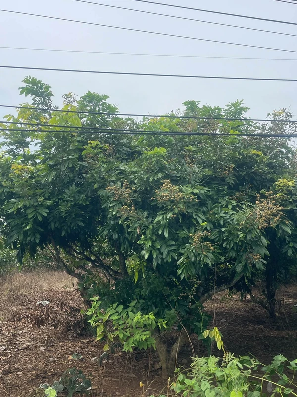 Bán đất 1000m2 MT 22m Xuyên Mộc, giá 1 tỷ 850