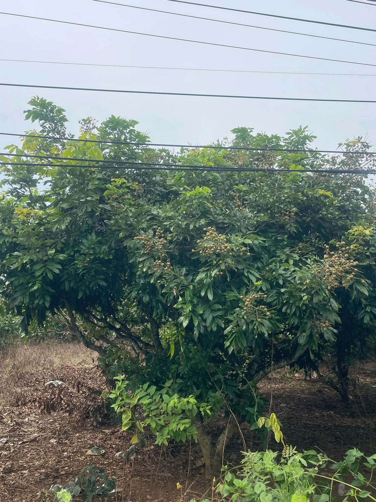 Bán đất 1000m2 MT 22m Xuyên Mộc, giá 1 tỷ 850 - Ảnh 1