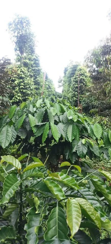 Bán rẫy 1.26ha Gia Nghĩa Lâm Đồng, giá 3 tỷ - Ảnh 1
