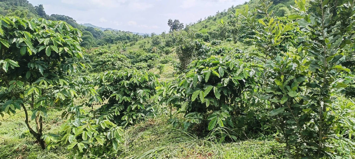 Bán đất 2 ha, 650 triệu ở Tuy Đức, Đắk Nông - Ảnh 1