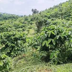 Bán đất 2 ha, 650 triệu ở Tuy Đức, Đắk Nông - Ảnh thu nhỏ 1