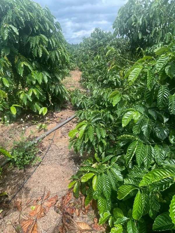 Sang nhượng 2,3 ha đất vườn Quảng Phú, Lâm Đồng 3,2 tỷ