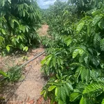 Sang nhượng 2,3 ha đất vườn Quảng Phú, Lâm Đồng 3,2 tỷ - Ảnh thu nhỏ 1