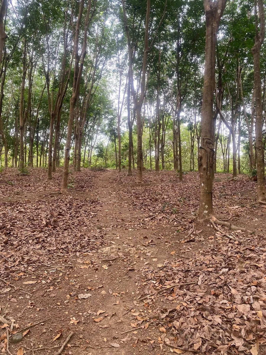 Bán 3 hecta đất cao su Phú Trung, Bình Phước - Ảnh thu nhỏ 4