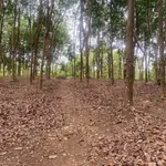 Bán 3 hecta đất cao su Phú Trung, Bình Phước - Ảnh thu nhỏ 4