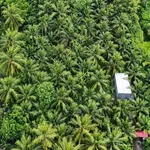 Bán đất vườn dừa 4997m² Vĩnh Long - Ảnh thu nhỏ 1