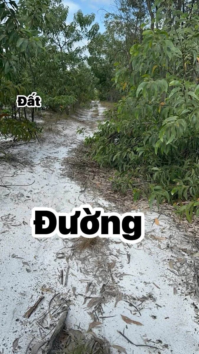 Bán đất rừng sản xuất 50.000 m2 tại Phong Thái, Huế - Ảnh thu nhỏ 2