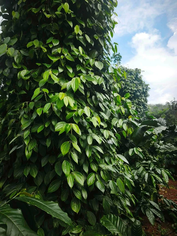 Bán nhà hẻm 41,7m2 2 phòng ngủ Phường Quang Trung Quy Nhơn 1 tỷ 800 triệu 174mv