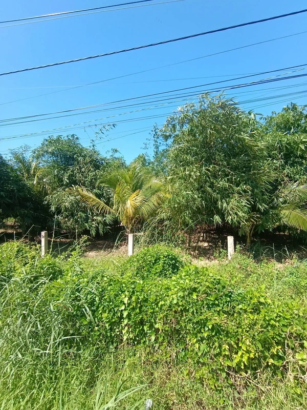 Bán đất vườn 500m² Hàm Mỹ Bình Thuận 1,8 tỷ