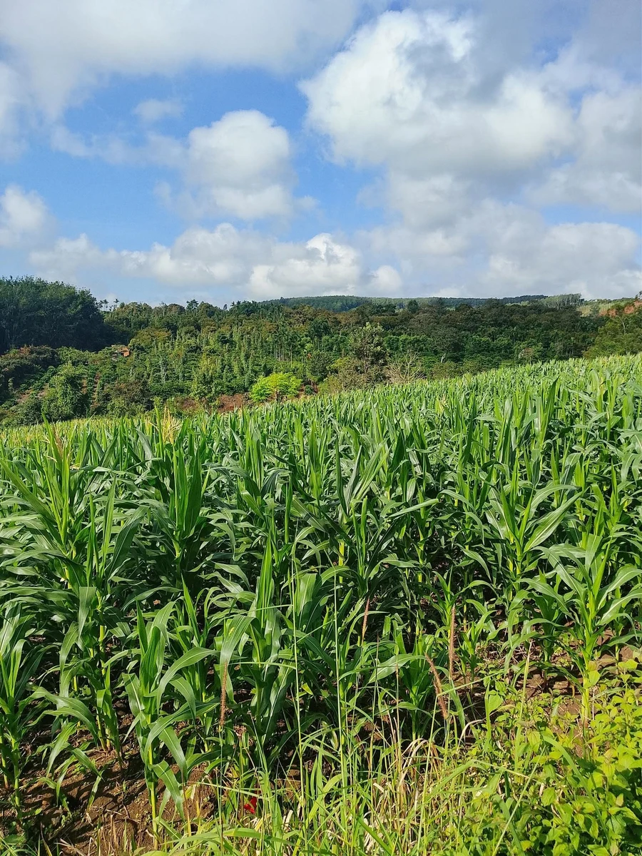 Bán đất trống 1 hectare Đắk Mil, Lâm Đồng - 750 triệu - Ảnh 1