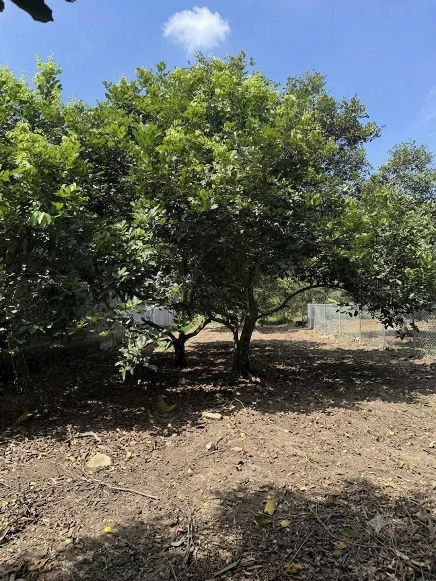 Bán 500m² đất phủ hồng Long Khánh 1 tỷ 250 - Ảnh thu nhỏ 2