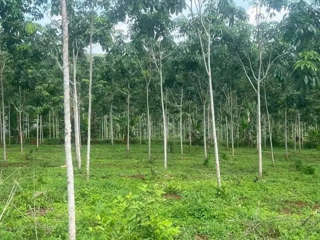 Bán đất 1 hecta cao su giáp Bình Long, Tân Lợi, 1,9 tỷ - Ảnh thu nhỏ 2