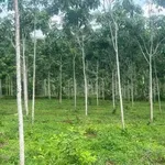 Bán đất 1 hecta cao su giáp Bình Long, Tân Lợi, 1,9 tỷ - Ảnh thu nhỏ 2
