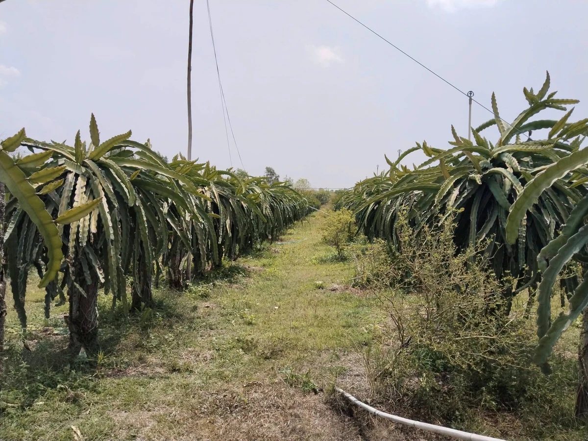 Bán vườn thanh long 24.815m² (2,8ha) Hàm Tân, Bình Thuận - Ảnh thu nhỏ 2