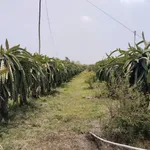 Bán vườn thanh long 24.815m² (2,8ha) Hàm Tân, Bình Thuận - Ảnh thu nhỏ 2