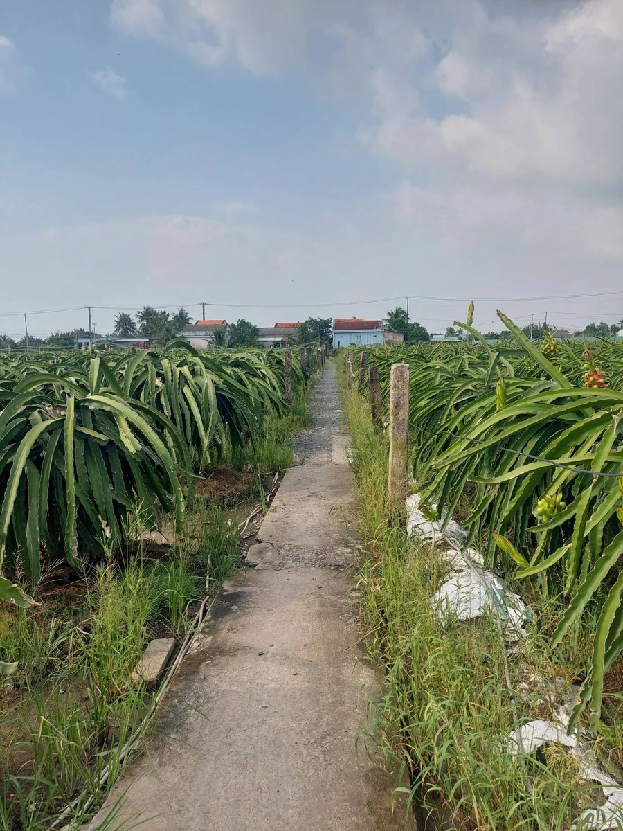 Bán đất 1000m2 gần chợ Tầm Vu, Hồ Chí Minh - Ảnh thu nhỏ 2