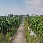 Bán đất 1000m2 gần chợ Tầm Vu, Hồ Chí Minh - Ảnh thu nhỏ 2