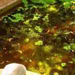 Homestay nhà vườn xinh xắn không gian sống yên bình giữa đồng quê Tuy An - Ảnh thu nhỏ 13