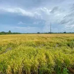 Bán 7 công ruộng mặt tiền Châu Thành, Kiên Giang - Ảnh thu nhỏ 2