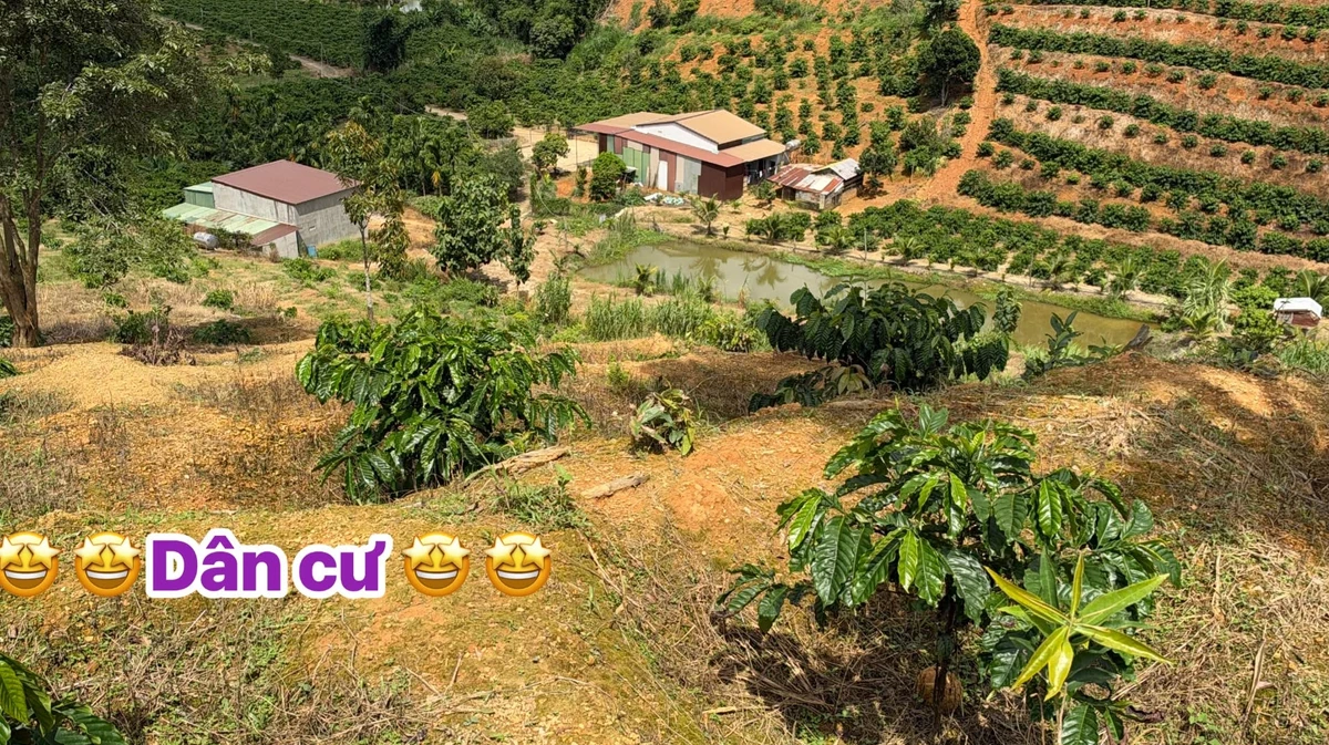 Bán gấp gần 2ha đất cà phê Quảng Đà Nam Đà 2 tỷ - Ảnh thu nhỏ 2