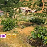 Bán gấp gần 2ha đất cà phê Quảng Đà Nam Đà 2 tỷ - Ảnh thu nhỏ 2