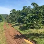 Bán vườn cà phê 3 hecta Tân Lâm, Di Linh, Lâm Đồng - Ảnh thu nhỏ 2