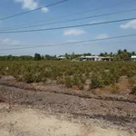 Bán đất 500m² Xã Thạnh Lợi Bến Lức tặng vườn mai - Ảnh thu nhỏ 2