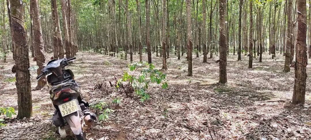 Bán 3.6ha đất Tân Hòa Đồng Phú 12 tỷ mặt tiền ô tô - Ảnh 1