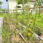 Nhà vườn 1 phòng ngủ 1.600m² Hàm Chính 1 tỷ 790 - Ảnh thu nhỏ 5