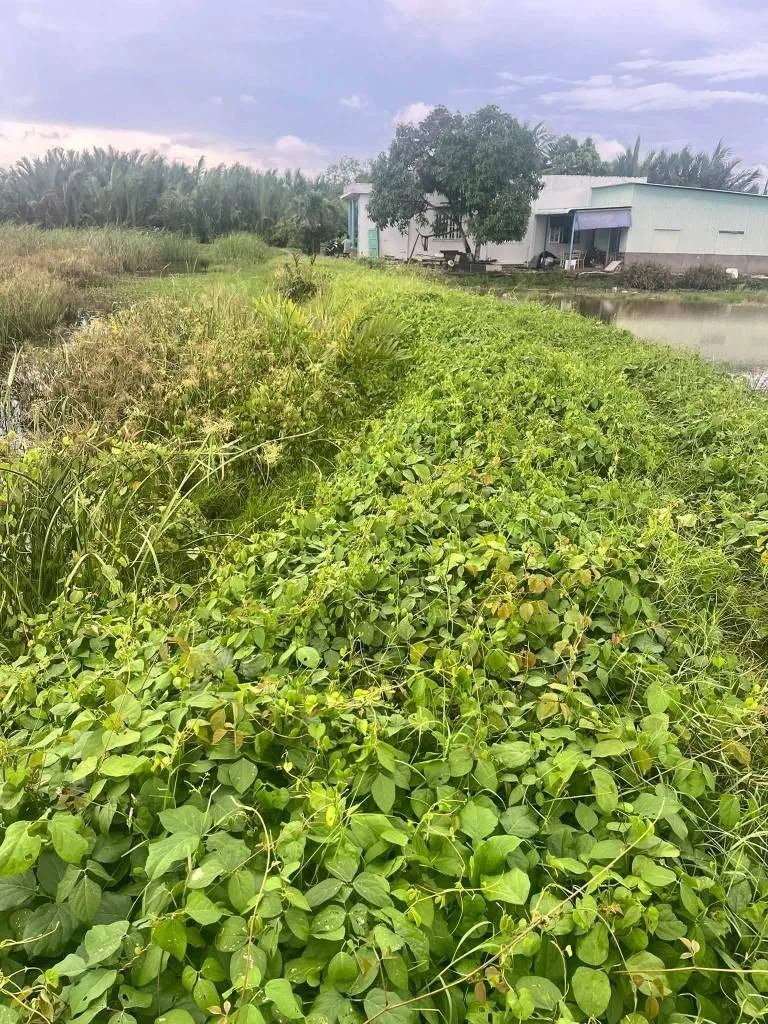 Bán đất lúa 3426m2 Cần Đước Long An - Ảnh thu nhỏ 2