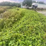 Bán đất lúa 3426m2 Cần Đước Long An - Ảnh thu nhỏ 2