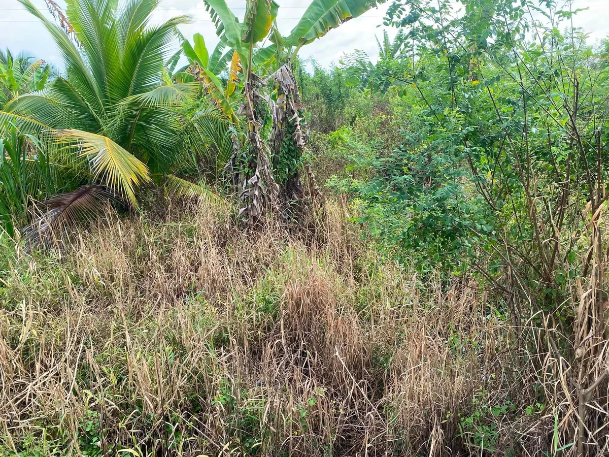 Bán 7 công đất ruộng Phong Thạnh, Vĩnh Long, 700 triệu - Ảnh 1