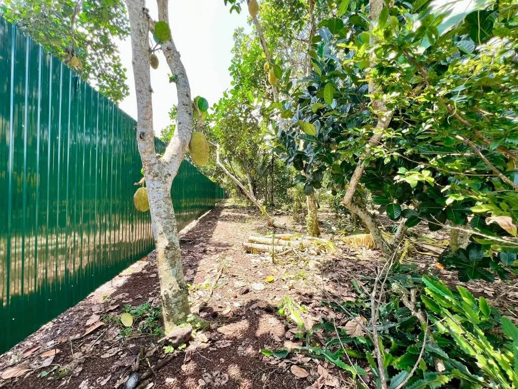 Bán vườn trái cây 500m2 giá 699 triệu tại phường Bảo Vinh, Đồng Nai - Ảnh thu nhỏ 4