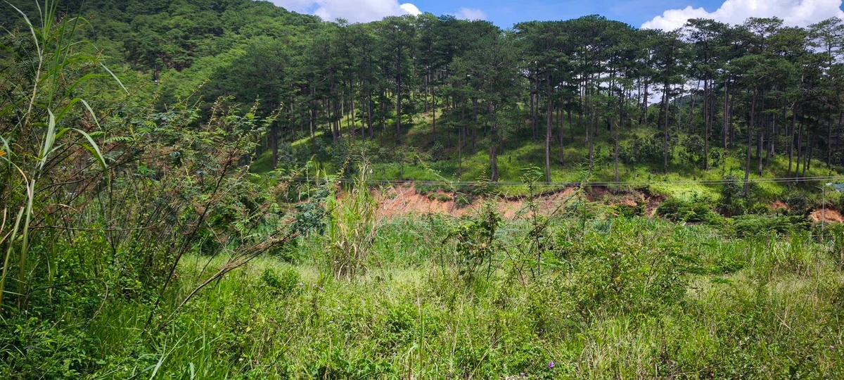 Bán lô đất mặt tiền Mimosa, 6782m², Đà Lạt - Ảnh thu nhỏ 4