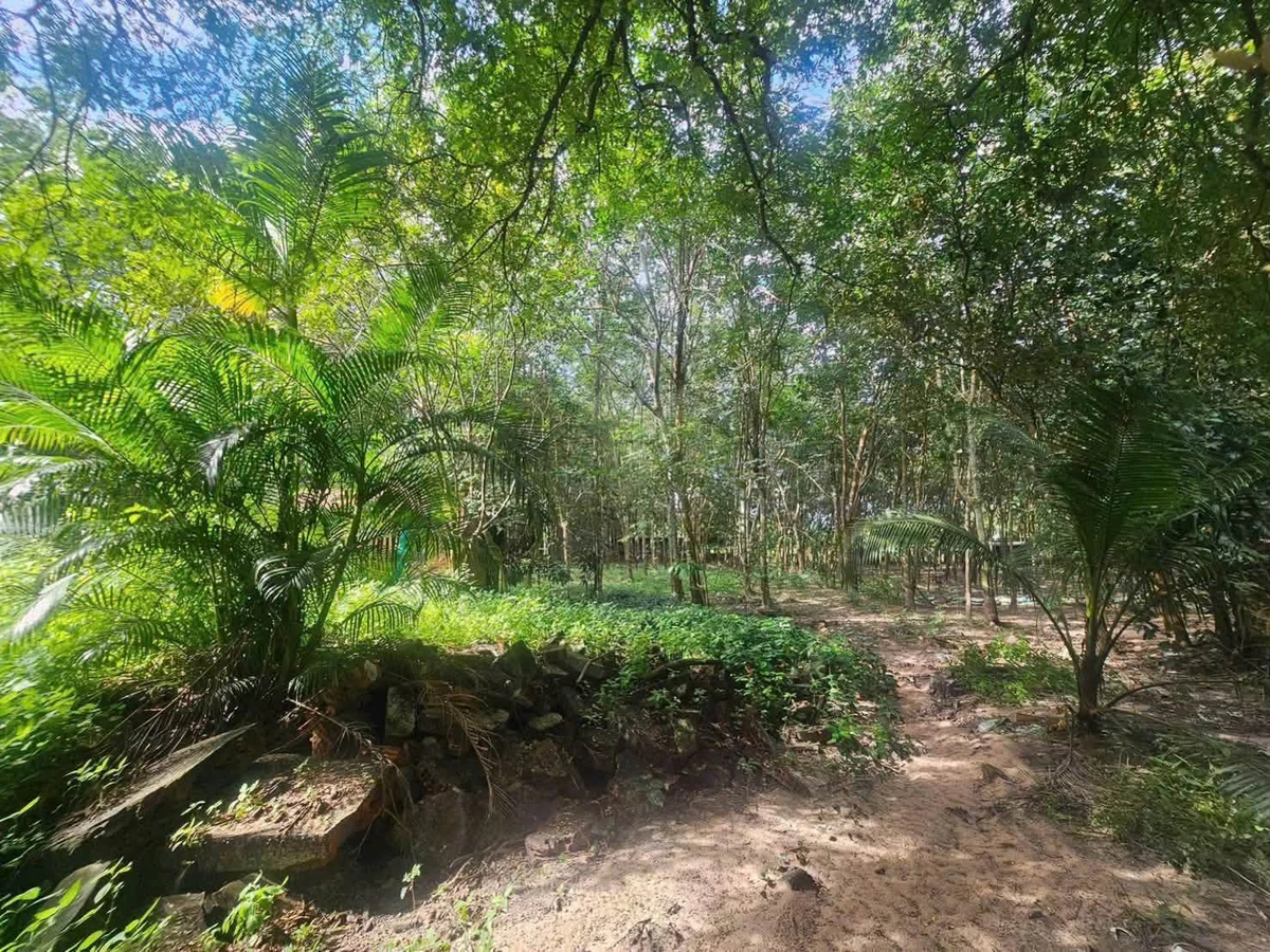 Bán 1.1ha đất cao su ngay chợ Bến Cát, 6 tỷ - Ảnh thu nhỏ 5